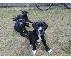 Na prodaju preslatki, napredni CANE CORSO stenci - 7