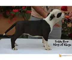 AST stenci iz vrhunske odgajivacnice KONG OF RING S - 3