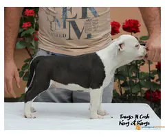 AST stenci iz vrhunske odgajivacnice KONG OF RING S - 5