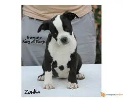 AST stenci iz vrhunske odgajivacnice KONG OF RING S - 6