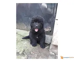 Novo leglo NJUFAUNDLENDA