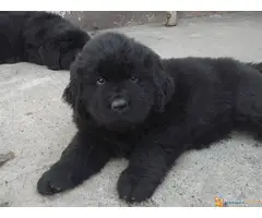 Novo leglo NJUFAUNDLENDA