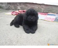 Novo leglo NJUFAUNDLENDA