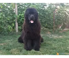 Novo leglo NJUFAUNDLENDA