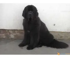 Novo leglo NJUFAUNDLENDA - 7