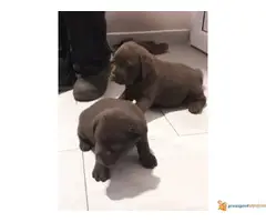 Čokoladni RETRIVER 8 štenaca - 2