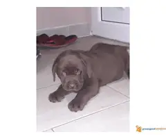 Čokoladni RETRIVER 8 štenaca - 3