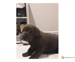 Čokoladni RETRIVER 8 štenaca - 4