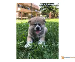 Muski stenci JAPANSKE AKITE - 2