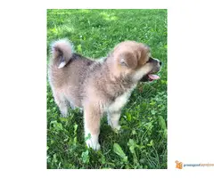 Muski stenci JAPANSKE AKITE - 3