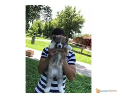 Muski stenci JAPANSKE AKITE - 4