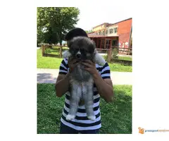 Muski stenci JAPANSKE AKITE - 5