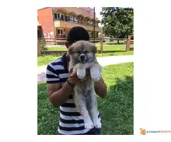 Muski stenci JAPANSKE AKITE - 6