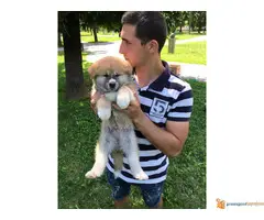 Muski stenci JAPANSKE AKITE - 7