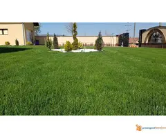 Prodaja sadnica i tepih trave - 2