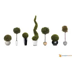 Prodaja sadnica i tepih trave - 3