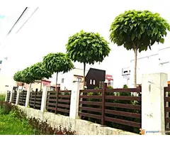 Prodaja sadnica i tepih trave - 5