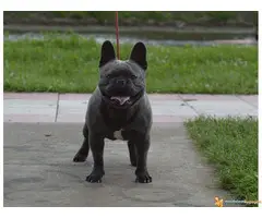 Plavi muzjak FRANCUSKOG BULDOGA otvoren z aparenje