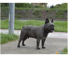 Plavi muzjak FRANCUSKOG BULDOGA otvoren z aparenje