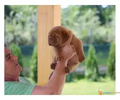 BORDOSKE DOGE - izlozgenog kvalieta