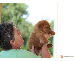 BORDOSKE DOGE - izlozgenog kvalieta