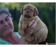 BORDOSKE DOGE - izlozgenog kvalieta