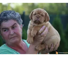 BORDOSKE DOGE - izlozgenog kvalieta