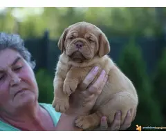 BORDOSKE DOGE - izlozgenog kvalieta - 6