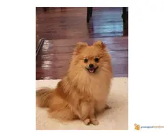 SHI CU odrasli psi i POMERANKA od 10 mes. - 2