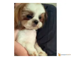 SHI CU odrasli psi i POMERANKA od 10 mes. - 3