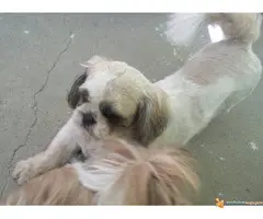 SHI CU odrasli psi i POMERANKA od 10 mes. - 4