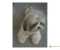 SHI CU odrasli psi i POMERANKA od 10 mes. - 5