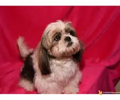 SHI CU odrasli psi i POMERANKA od 10 mes. - 6