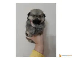 POMERANSKI spicevi stenci - 2