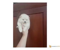 POMERANSKI spicevi stenci - 3