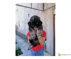 Na prodaju stenci KAVKASKOG OVCARA