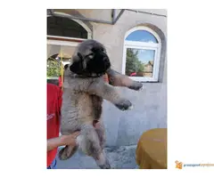 Na prodaju stenci KAVKASKOG OVCARA