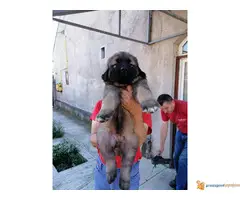 Na prodaju stenci KAVKASKOG OVCARA