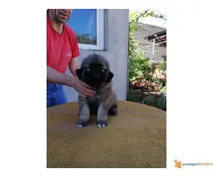 Na prodaju stenci KAVKASKOG OVCARA - 6