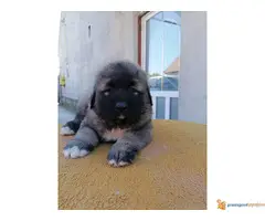 Na prodaju stenci KAVKASKOG OVCARA - 7