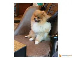 Muzka POMERANCA otvoren za parenje