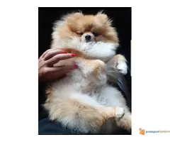 Muzka POMERANCA otvoren za parenje