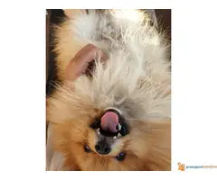 Muzka POMERANCA otvoren za parenje