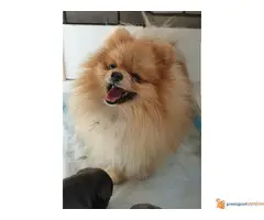 Muzka POMERANCA otvoren za parenje