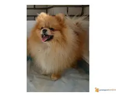 Muzka POMERANCA otvoren za parenje - 6