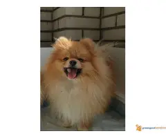 Muzka POMERANCA otvoren za parenje - 7