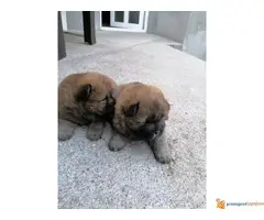 CAU-CAU stenci na prodaju - 2