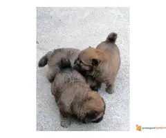 CAU-CAU stenci na prodaju - 3