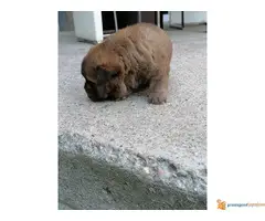 CAU-CAU stenci na prodaju - 4