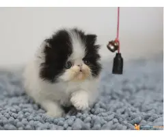 Rezervacija PERSIJSKIH I EGZOTA macica